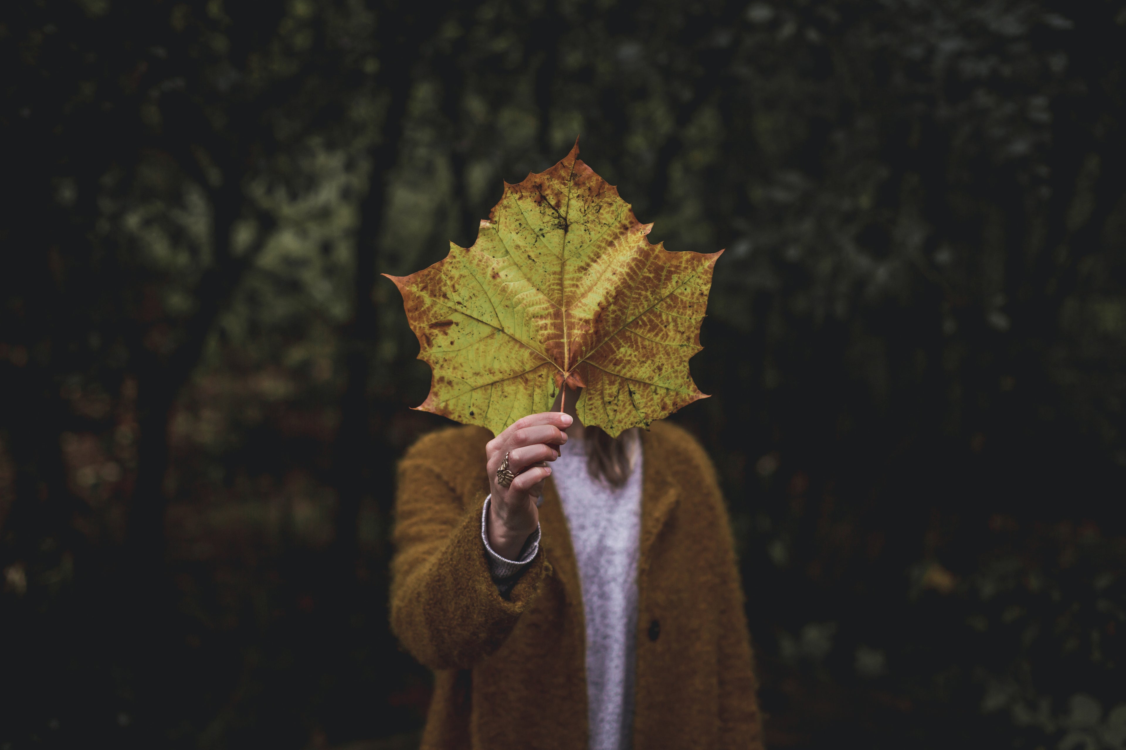 holding-giant-leaf